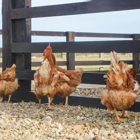 Cowshed Holiday home *